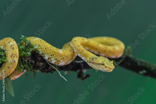 Yellow eyelash viper (Bothriechis schlegelii) on a branch in a controlled environment. Laguna del Lagarto, Costa Rica.