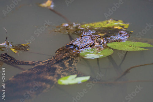 Spectacled caiman (Caiman crocodilus) floating in water in Laguna del Lagarto, Costa Rica