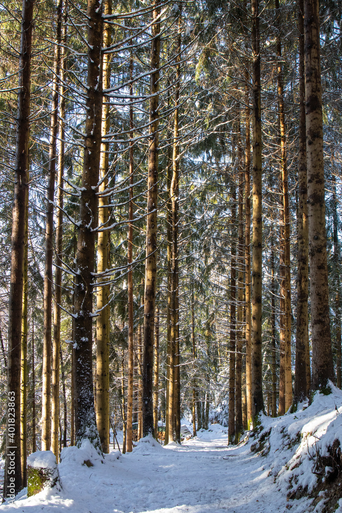 Fototapeta premium Hiver et sous-bois