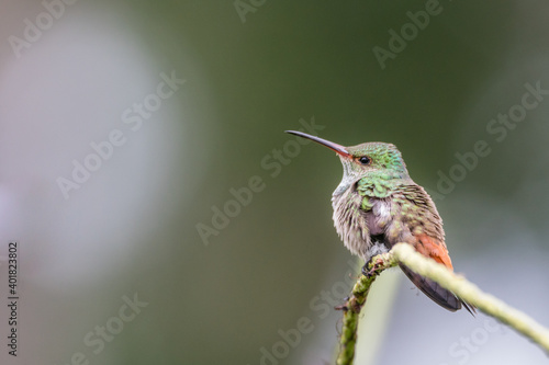 A rufous-tailed hummingbird (Amazilia tzacatl) perches on a branch in Laguna del Lagarto, Costa Rica.