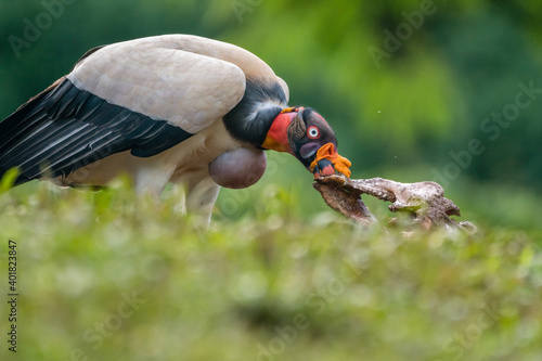 Adult King Vulture dragging a skull (Sarcoramphus papa), Laguna del Lagarto, Costa Rica