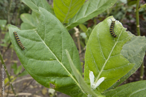 Monarch Butterfly Caterpillar on Giant Milkweed plant © Carey