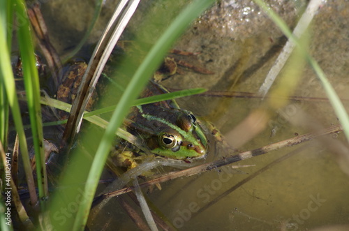 Frosch