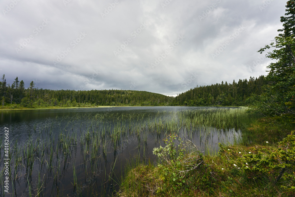 lake in the forest