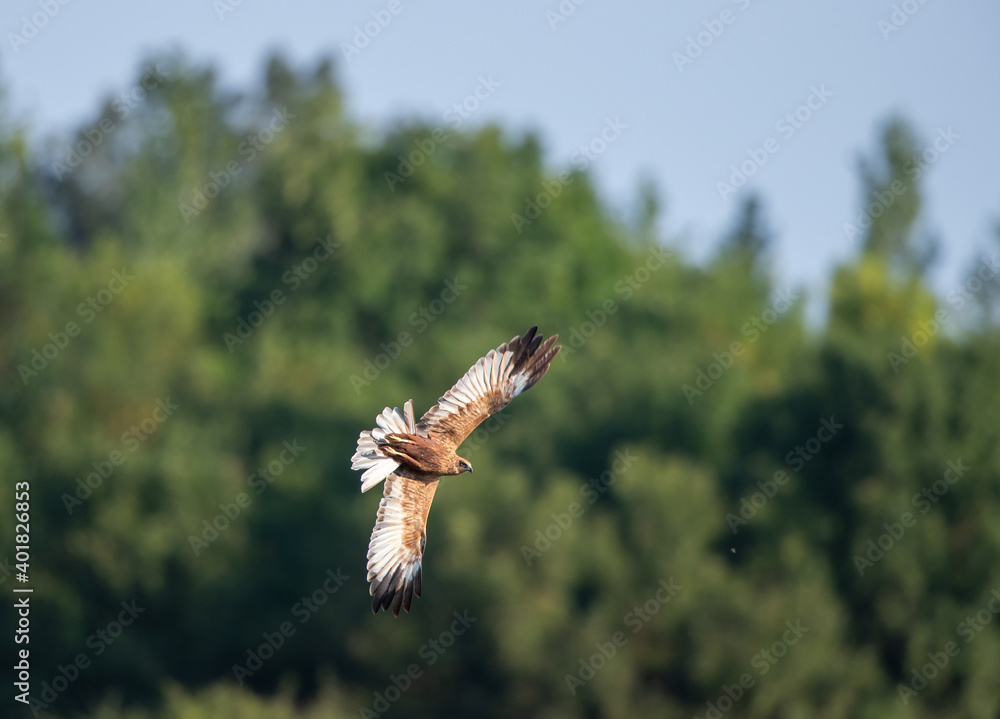 Fototapeta premium Buzzard flying above trees