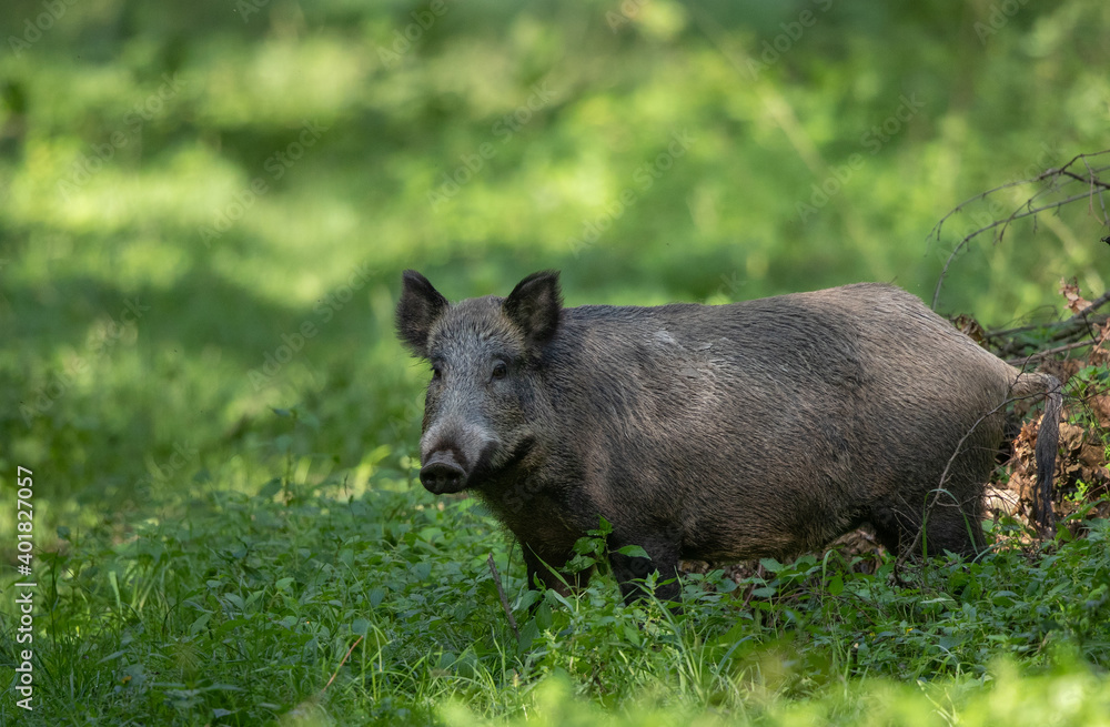 Wild boar in forest Wild boar in forest