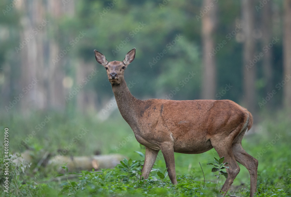 Red deer female standing in forest