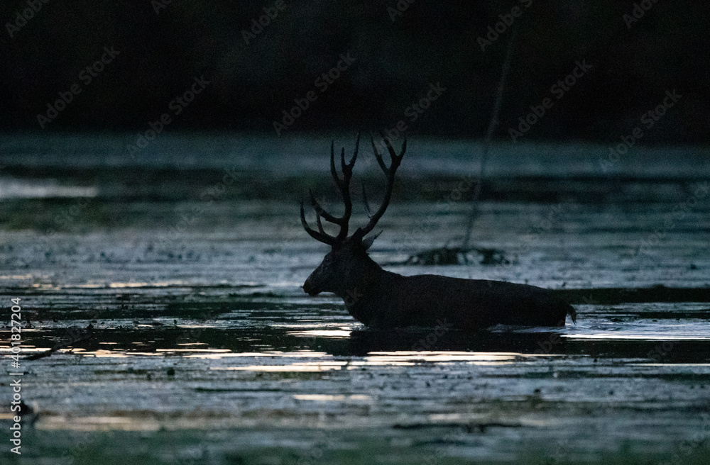 Fototapeta premium Red deer walking in water