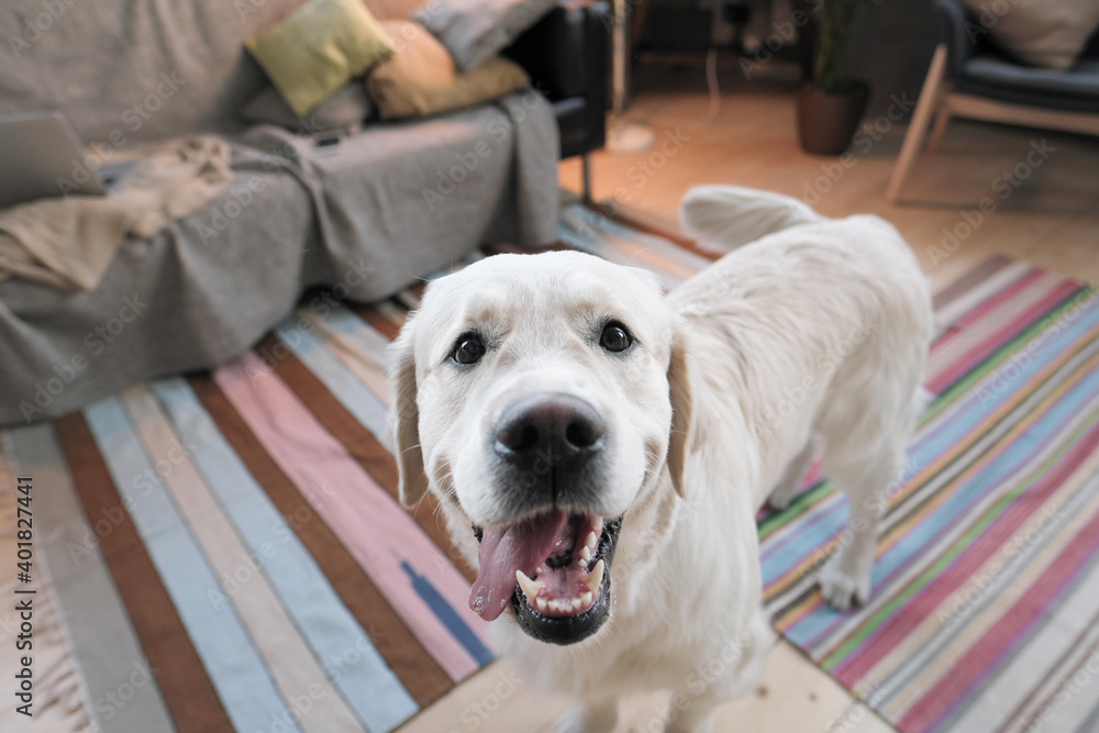 Close-up of cute pedigree retriever looking at camera standing in the room Close-up of cute pedigree retriever looking at camera standing in the room
