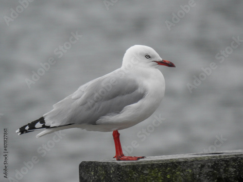 Red billed gull standing on a stone wall in New Zealand