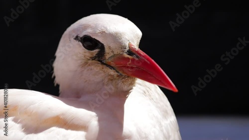 A rare Red tailed tropic bird soaking up the sun photo