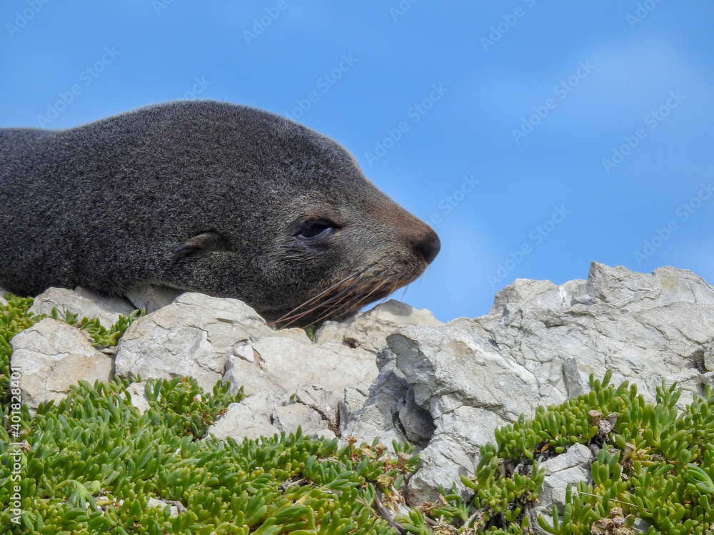 Obraz premium Resting Fur Seal
