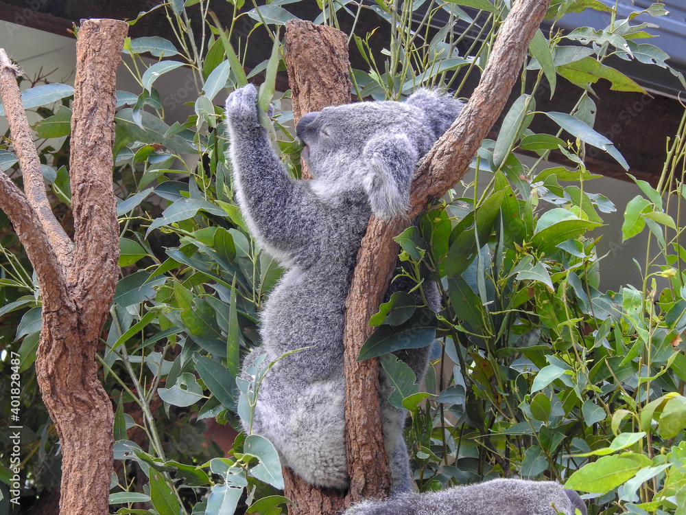 Obraz premium Koala resting while eating