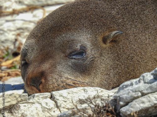 Resting Fur Seal in Picton, New Zealand