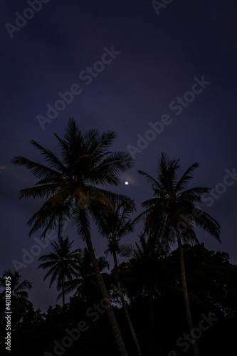 Tropical Palm tree silhouette with moon © bartsadowski