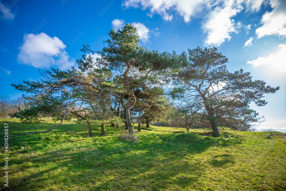 schöne Landschaft und Bäume auf dem Bakenberg bei Gager auf der Insel Rügen