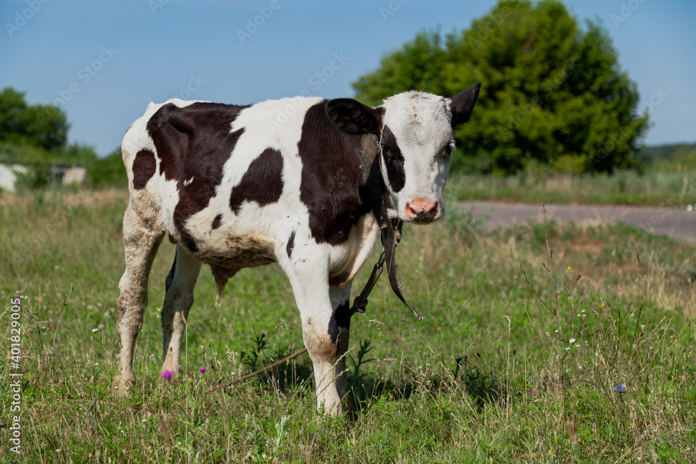 Little cow grazes in meadow on summer day Little cow grazes in meadow on summer day