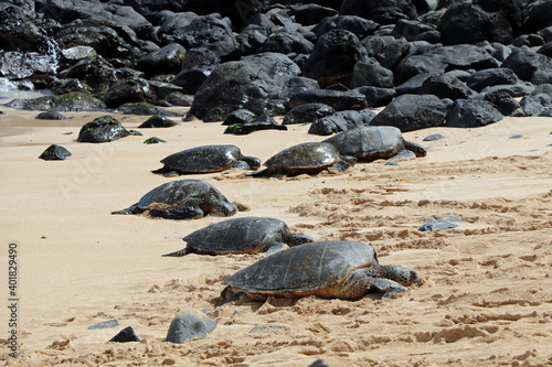 Sea turtles on the beach of Oahu Hawaii © Denise