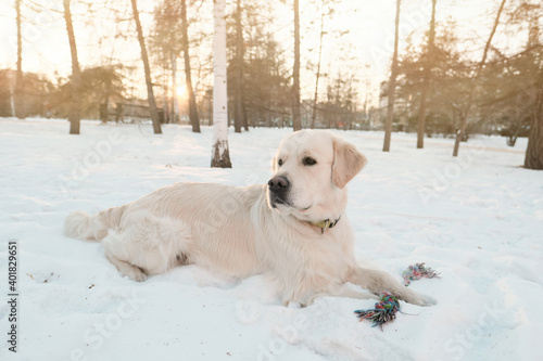 Beautiful pedigree dog lying on the snow during her walk in the park