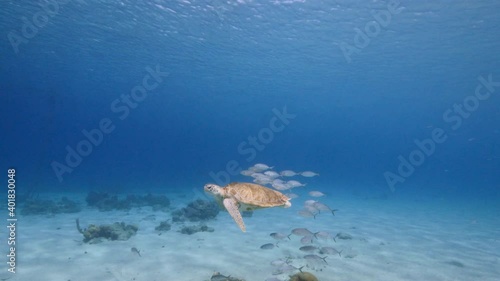 Green Sea Turtle, Chelonia mydas swim with school of fish in shallow water of coral reef in Caribbean Sea, Curacao photo