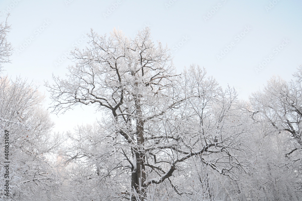 Old oak in snow