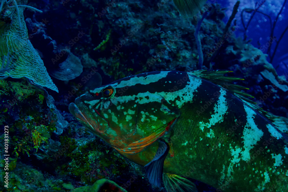 Fototapeta premium Side view of adult Nassau Grouper