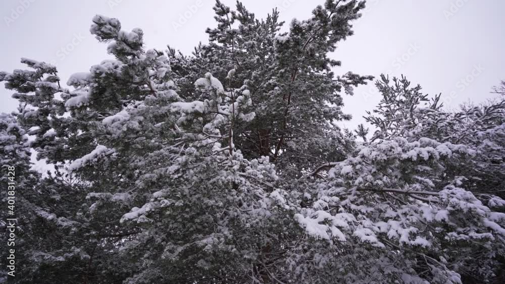 Snow falls from the spruce branches. Slow motion footage. Snow falls from the spruce branches. Slow motion footage.