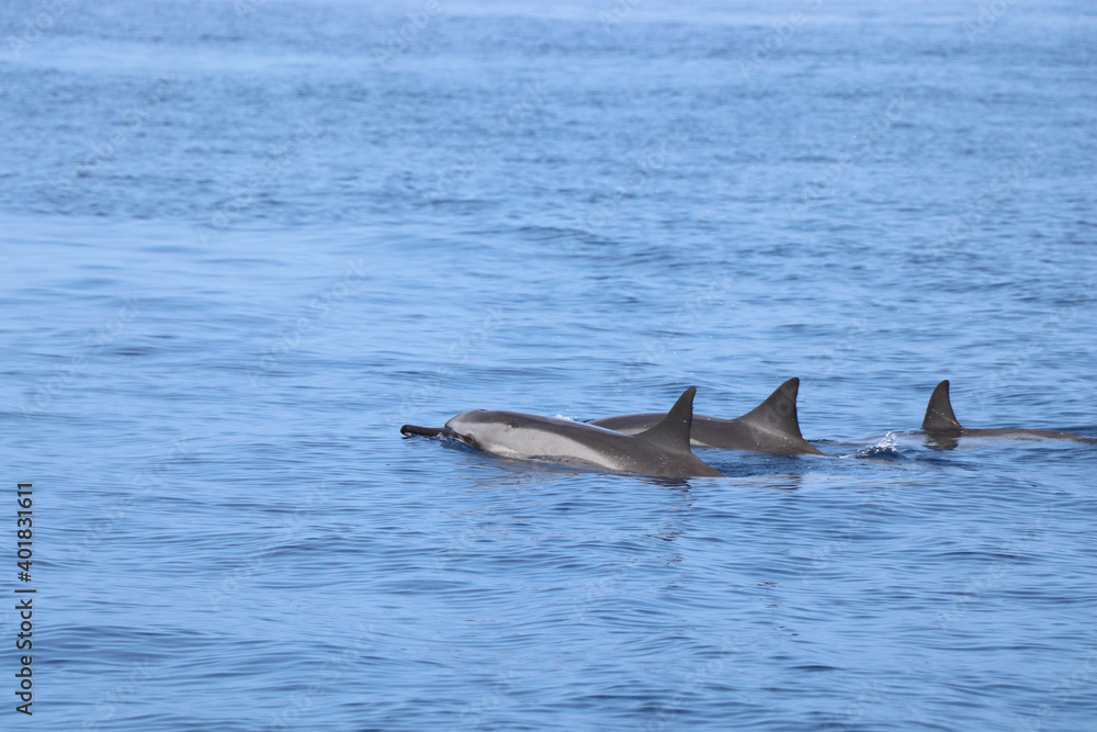 Fototapeta premium Hawaiian dolphins swim in the ocean