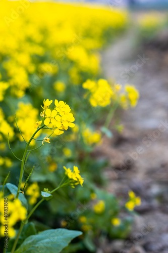 Mustard field is full of blooming flowers close view © Xookits