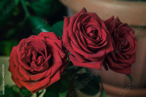 Photo of a red rose in the center with petals