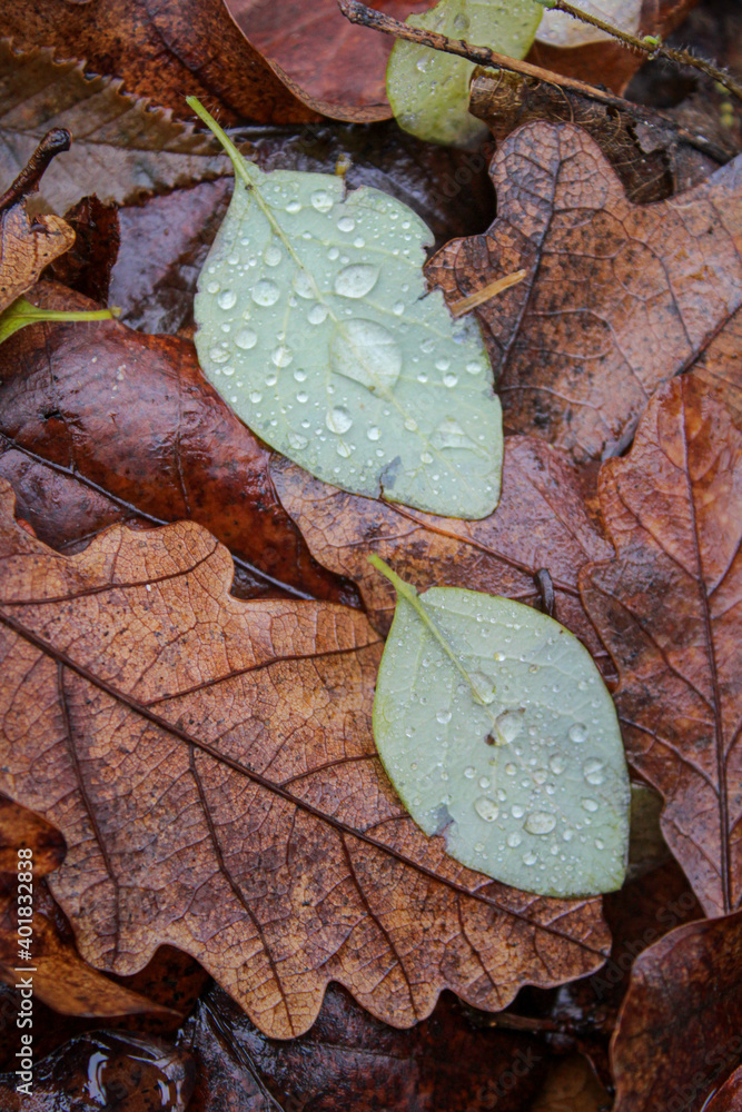 Water droplets on autumn leaves Water droplets on autumn leaves