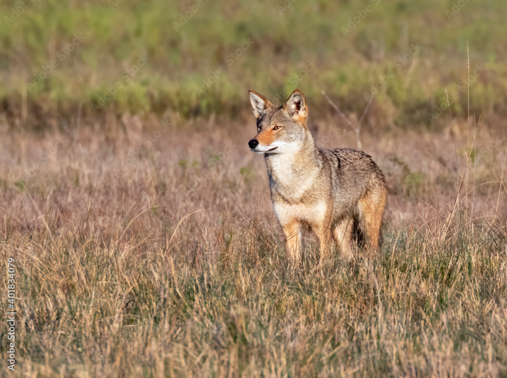 Coyote (Canis latrans), a presumable natural hybrid with red wolf (Canis rufus) in a wet meadow, Galveston, Texas, USA.