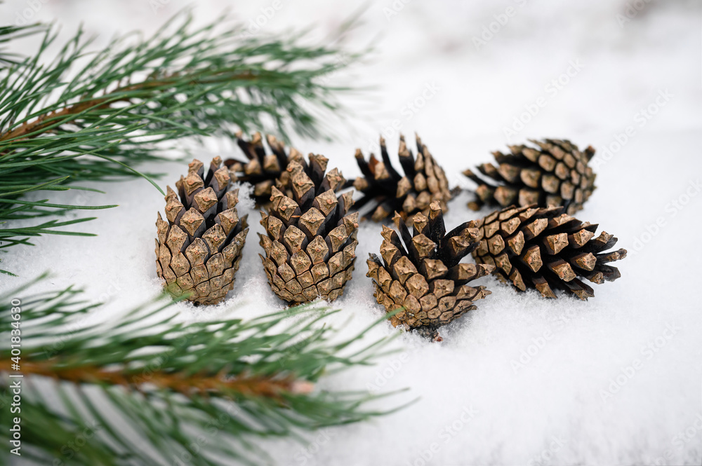 Winter background with snow pine cones and fir branch. Coniferous tree with needles with blurred background Winter background with snow pine cones and fir branch. Coniferous tree with needles with blurred background