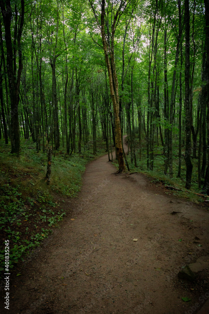Obraz premium path in the woods