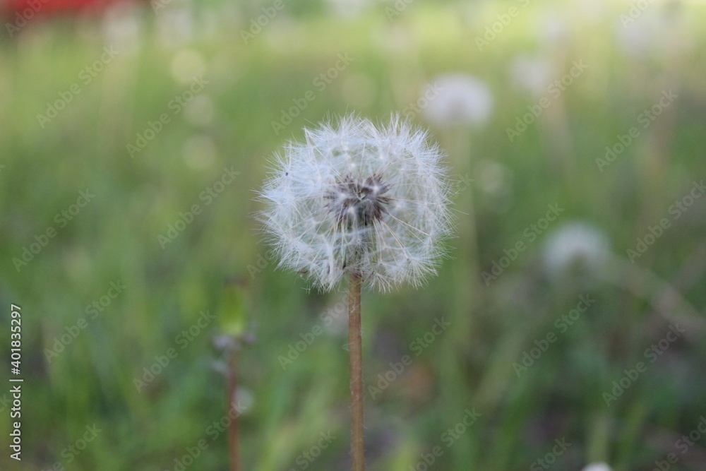 White dandelion on a blurr green grass background with summer spears copyspace