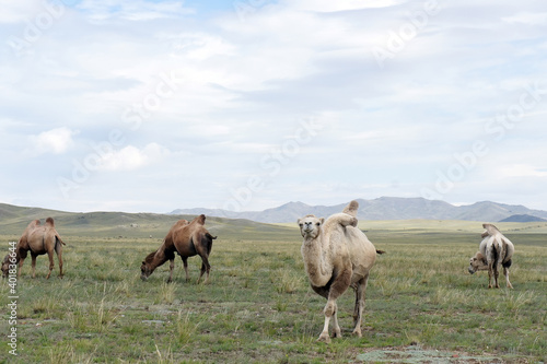 Wild Camels, Tuva, Kyzyl, Siberia, steppes, Russia © Leo Viktorov
