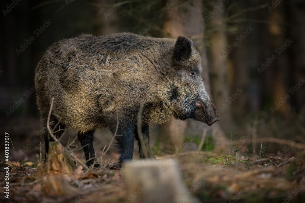 Sus scrofa. The wild nature of the Czech Republic. Free nature. Picture of an animal in nature. Beautiful picture. Animal in the woods. Deep forest. Mysterious Forest. Wild. From animal life. Wild boa Sus scrofa. The wild nature of the Czech Republic. Free nature. Picture of an animal in nature. Beautiful picture. Animal in the woods. Deep forest. Mysterious Forest. Wild. From animal life. Wild boa