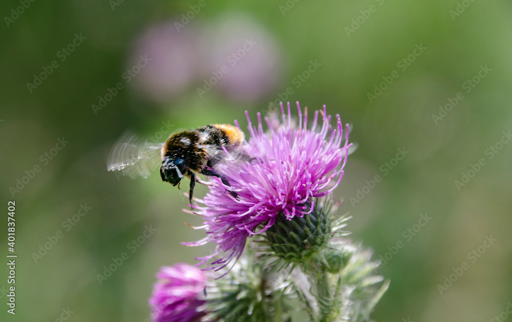 Biene im Flug auf einer Blüte Biene im Flug auf einer Blüte