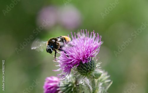Biene im Flug auf einer Blüte