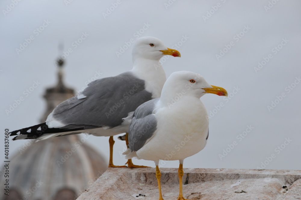seagull on a building seagull on a building