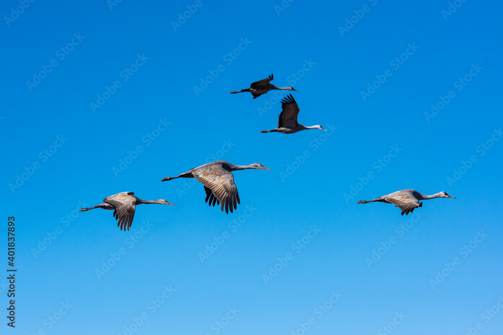 Sandhill Crane (Grus canadensis)
