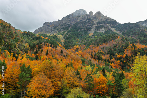 Gorgeous forest in Hecho Valley  Aragonese pyrenees  Huesca province  Spain