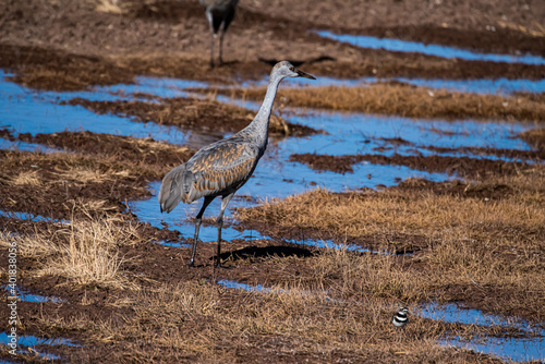 Sandhill Crane (Grus canadensis) photo