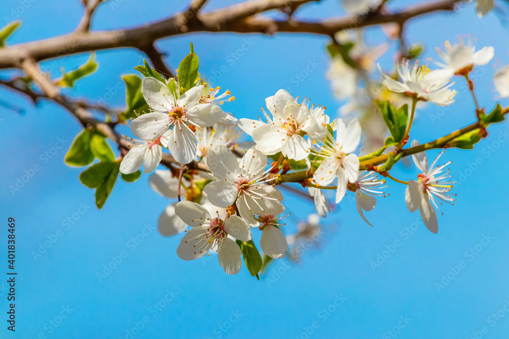 Obraz premium Flowering trees. Cherry plum flowers on a tree on a background of blue sky