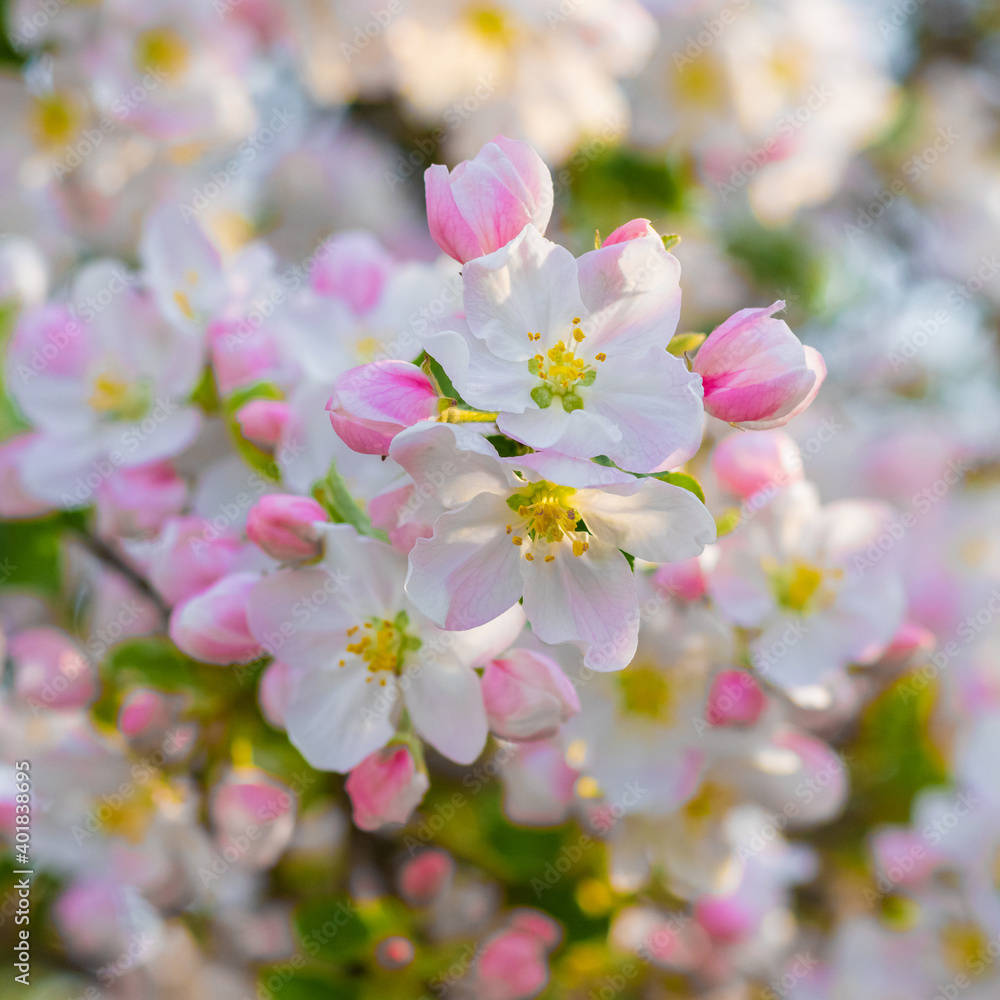 Obraz premium Pink apple flowers close up in bright light