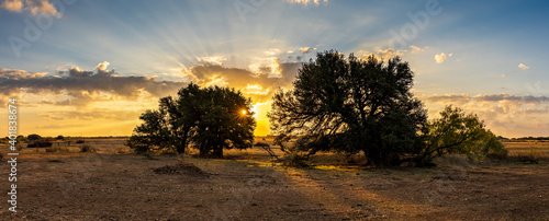 Sunlight through the trees