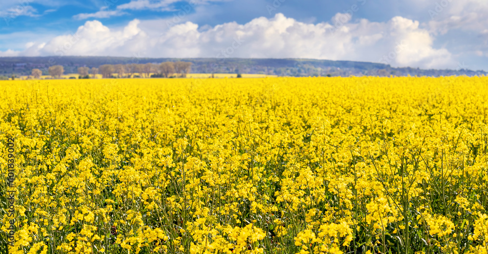 Rapeseed blossoms in spring field, rural landscape Rapeseed blossoms in spring field, rural landscape