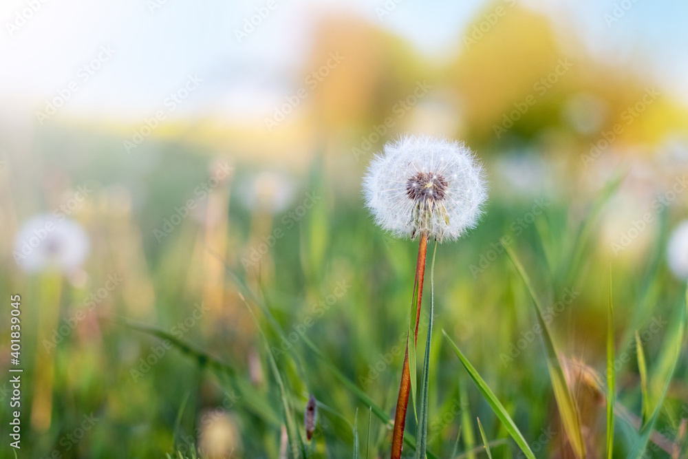 White dandelion in a field among the green grass White dandelion in a field among the green grass