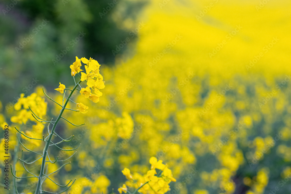 Spring background with yellow rapeseed flowers on a blurred background