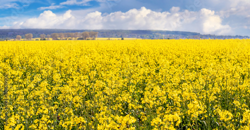 Rapeseed blossoms in spring field  rural landscape